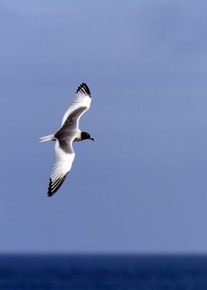 South Plaza, Islas Plaza, Galapagos Islands 174_p.jpg